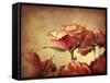 Gilded Roses-Jessica Jenney-Framed Stretched Canvas