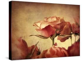 Gilded Roses-Jessica Jenney-Stretched Canvas