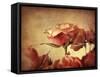 Gilded Roses-Jessica Jenney-Framed Stretched Canvas