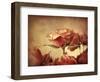 Gilded Roses-Jessica Jenney-Framed Giclee Print