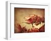 Gilded Roses-Jessica Jenney-Framed Giclee Print