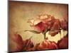 Gilded Roses-Jessica Jenney-Mounted Giclee Print