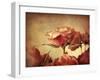 Gilded Roses-Jessica Jenney-Framed Giclee Print