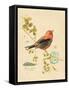 Gilded Songbird 3-Chad Barrett-Framed Stretched Canvas