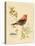 Gilded Songbird 3-Chad Barrett-Stretched Canvas