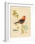 Gilded Songbird 3-Chad Barrett-Framed Art Print