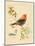 Gilded Songbird 3-Chad Barrett-Mounted Art Print
