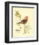 Gilded Songbird III-Chad Barrett-Framed Art Print