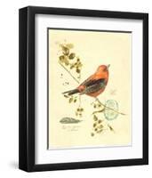 Gilded Songbird III-Chad Barrett-Framed Art Print