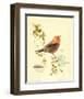 Gilded Songbird III-Chad Barrett-Framed Art Print