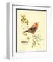 Gilded Songbird III-Chad Barrett-Framed Art Print