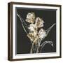 Gilded Tulips-Chris Paschke-Framed Art Print