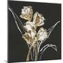 Gilded Tulips-Chris Paschke-Mounted Art Print