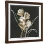 Gilded Tulips-Chris Paschke-Framed Art Print