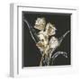 Gilded Tulips-Chris Paschke-Framed Art Print