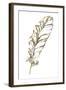 Gilded Turkey Feather I-Chris Paschke-Framed Art Print