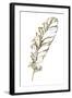 Gilded Turkey Feather I-Chris Paschke-Framed Art Print