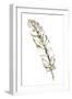 Gilded Turkey Feather II-Chris Paschke-Framed Art Print