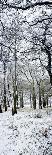 Light Dusting of Dnow in English Woodland, West Sussex, England, United Kingdom, Europe-Giles Bracher-Photographic Print