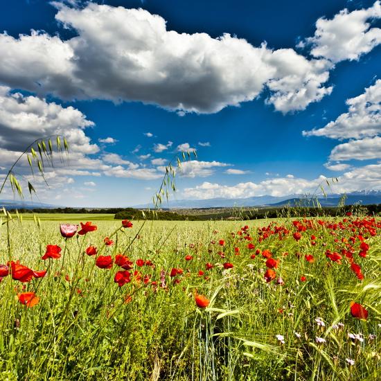 Premium Photographic Print, , large