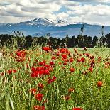 Wild Poppies (Papaver Rhoeas) and Wild Grasses in Front of Sierra Nevada Mountains, Spain-Giles Bracher-Photographic Print