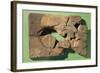 Gilgamesh Tablet Written in Cuneiform Script Artifact from Nineveh, Iraq-null-Framed Giclee Print