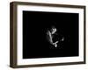 Gill Evans, Ronnie Scotts, Soho, London, 1984-Brian O'Connor-Framed Photographic Print