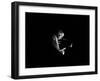 Gill Evans, Ronnie Scotts, Soho, London, 1984-Brian O'Connor-Framed Photographic Print