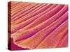 Gill of a Freshwater Clam-Micro Discovery-Stretched Canvas