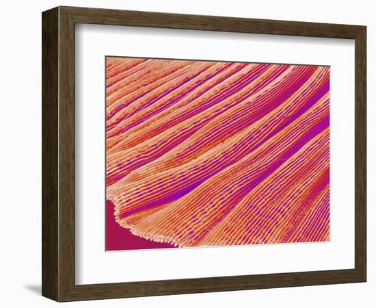 Gill of a Freshwater Clam-Micro Discovery-Framed Photographic Print