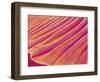 Gill of a Freshwater Clam-Micro Discovery-Framed Photographic Print