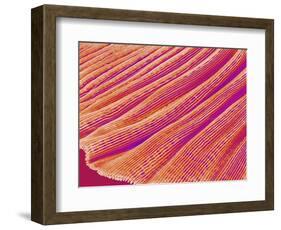 Gill of a Freshwater Clam-Micro Discovery-Framed Photographic Print