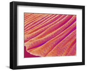 Gill of a Freshwater Clam-Micro Discovery-Framed Photographic Print