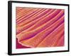 Gill of a Freshwater Clam-Micro Discovery-Framed Photographic Print