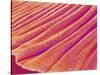 Gill of a Freshwater Clam-Micro Discovery-Stretched Canvas