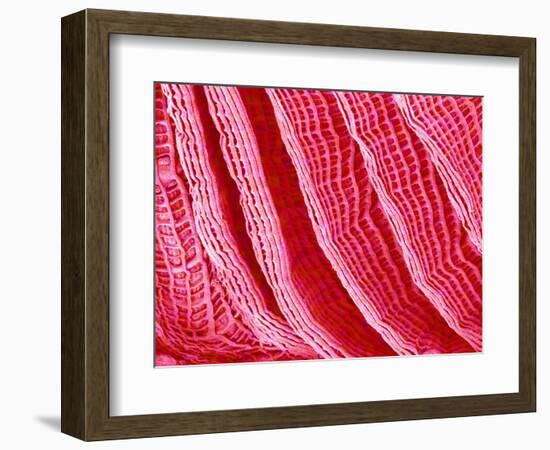 Gill of Sea Squirt-Micro Discovery-Framed Photographic Print