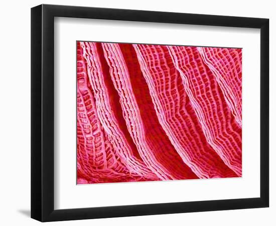 Gill of Sea Squirt-Micro Discovery-Framed Photographic Print