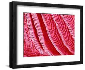 Gill of Sea Squirt-Micro Discovery-Framed Photographic Print