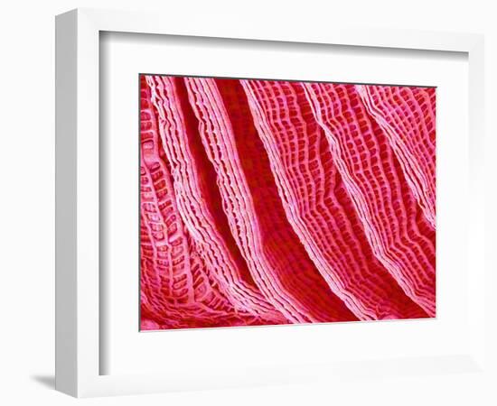 Gill of Sea Squirt-Micro Discovery-Framed Photographic Print