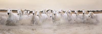 White Horses of the Camargue Galloping Through Water at Sunset-Gillian Merritt-Stretched Canvas