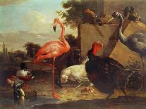 Various Birds-Gillis Claesz d' Hondecoeter-Mounted Giclee Print