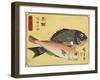 Gilthead and Tilefish, 1830-1844-Utagawa Hiroshige-Framed Giclee Print