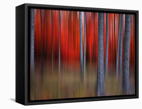 Gimick-Philippe Sainte-Laudy-Framed Stretched Canvas