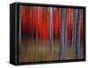 Gimick-Philippe Sainte-Laudy-Framed Stretched Canvas