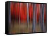 Gimick-Philippe Sainte-Laudy-Framed Stretched Canvas