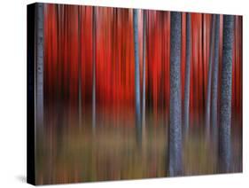 Gimick-Philippe Sainte-Laudy-Stretched Canvas