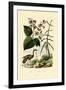 Ginger, 1833-39-null-Framed Giclee Print