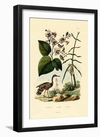 Ginger, 1833-39-null-Framed Giclee Print