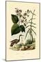 Ginger, 1833-39-null-Mounted Giclee Print