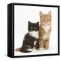 Ginger and Black-And-White Kittens-Mark Taylor-Framed Stretched Canvas
